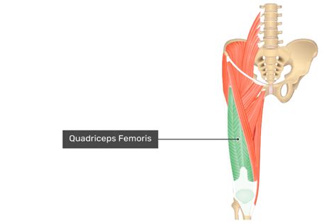 Quadriceps Muscle | GetBodySmart