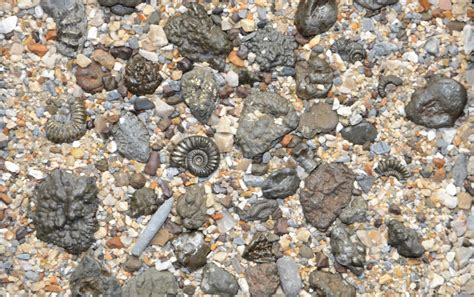 Britain's favourite beach for family friendly fossil hunting. Charmouth ...