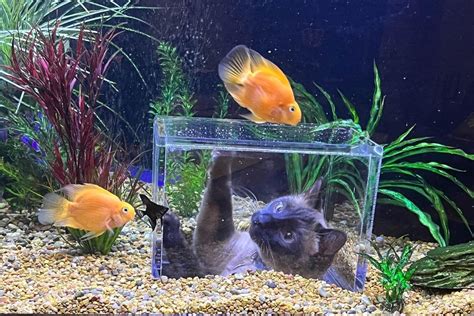 Kitty gets his own custom aquarium to see the fishies up close and people can't stop watching ...