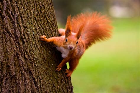 Eurasian red squirrel Facts - CRITTERFACTS