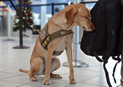 TSA shows what bomb-sniffing dogs can do in demonstration at Lambert ...