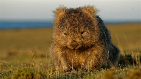 Engineer solves mystery of cubic wombat faeces to inform manufacturing processes