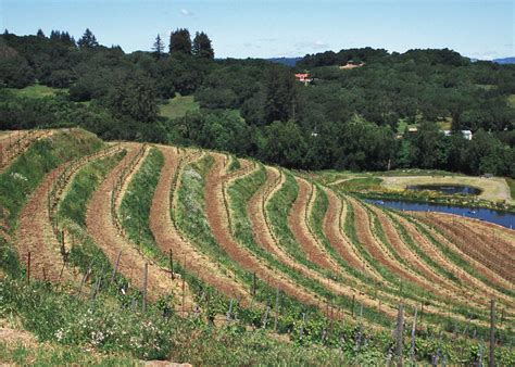 How Do Terracing And Planting Windbreaks Help Reduce Soil Erosion – SC ...