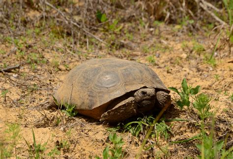 Ultimate Greek Tortoise Care Guide - Oddly Cute Pets