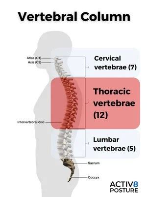 What Causes Thoracic Back Pain & What Are the Symptoms? - Activ8 Posture