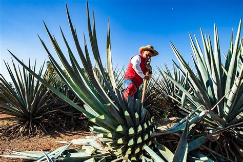 Descobrir 52+ imagem casas en tequila jalisco - Abzlocal.mx