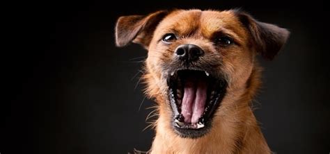 Angry Dog Barking Close Sound Effect | Animal Sounds