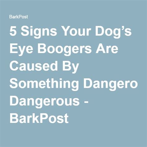 What Causes Eye Boogers in Dogs? | What causes eye boogers, Dog eyes, Boogers