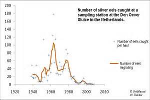 Eel Regulations: Eel conservation