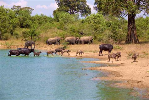 Udawalawe National Park - Mahaweli Tours & Holidays Sri Lanka