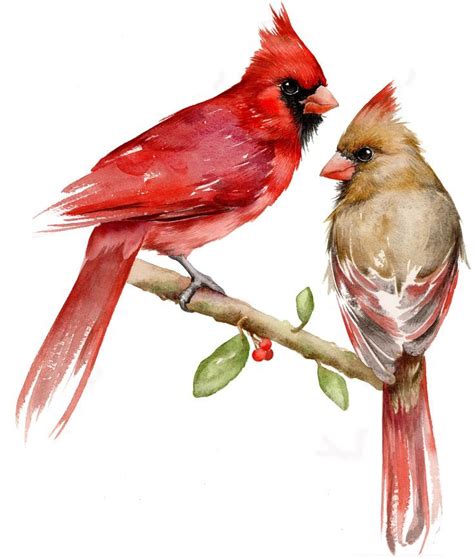 Pin on Animals | Watercolor bird, Cardinal watercolor, Cardinal painting