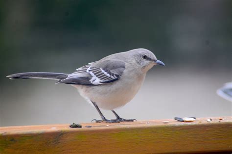 Tennessee’s State Bird: The Mockingbird — Cypress Magazine