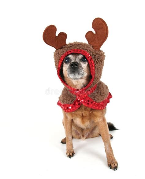 A Chihuahua Dressed Up for Christmas As a Reindeer Stock Photo - Image ...