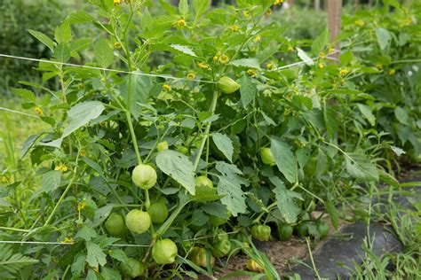 Planta De Tomatillo