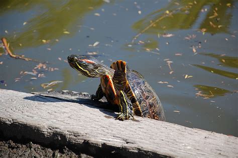 Turtle - Red-eared Slider Information for Kids