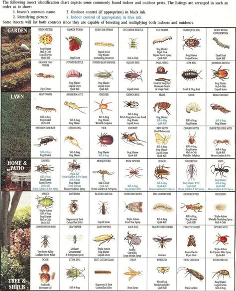 insect-identification-chart | Insect identification, Garden pests identification, Garden insects