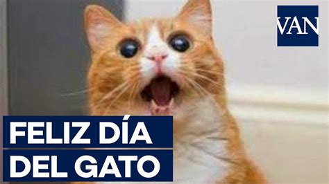 Los mejores memes para celebrar el DÍA INTERNACIONAL DEL GATO - YouTube