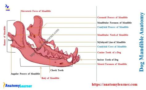 Dog Mandible Anatomy - Canine Mandibular Body and Ramus ...