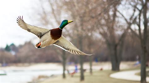 Ridiculously Photogenic Flying Mallard.