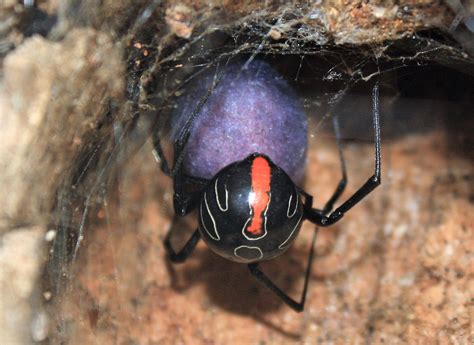 Web of intrigue as new button spider species discovered in SA