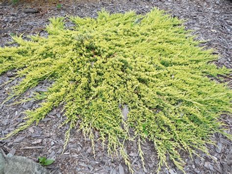 Juniperus Horizontalis Golden Carpet - Carpet Vidalondon