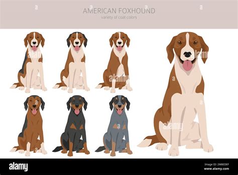 American foxhound all colours clipart. Different coat colors set. Vector illustration Stock ...