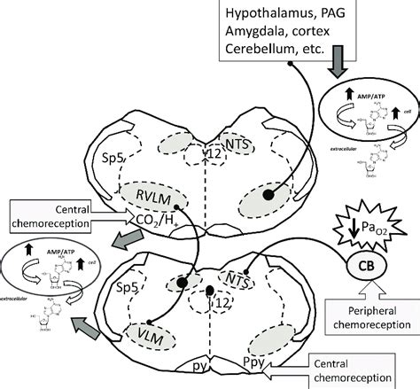 Schematic diagram of the hypoxic response generated at the ...