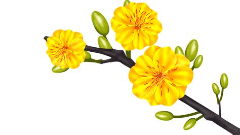 Vietnamese New Year Apricot Flowers, New Year, Floral, Lantern PNG Transparent Clipart Image and ...