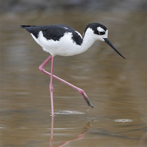 Black-Necked Stilt | Tulsa Zoo