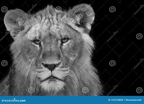 Young Lion Stare Down - Black and White Stock Photo - Image of wildlife ...