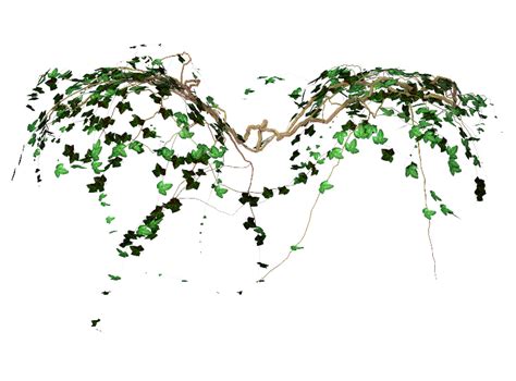 Vine Computer Icons Desktop Wallpaper Photography - Transparent Vines Tumblr Png png download ...