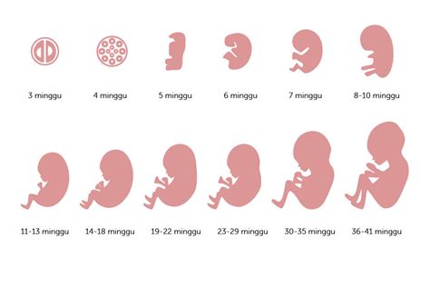 Ini Perkembangan Bayi dalam Kandungan dari Minggu ke Minggu - Alodokter