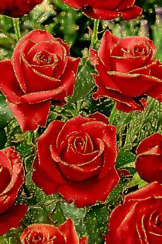 Розочки Beautiful Flowers Wallpapers, Beautiful Rose Flowers, Love Rose, My Flower, Flower ...