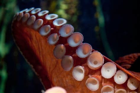 15 Interesting Facts about the Octopus You Need to Know! | Always Learning!