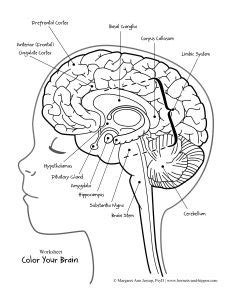 Printable Brain Coloring Page