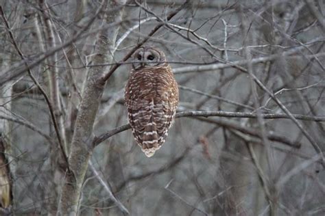 Hoot Owl Sounds: A Comprehensive Guide - Chipper Birds