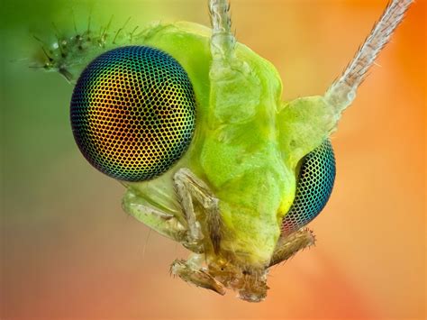 Insect eye macro wallpaper | 1600x1200 | #13484