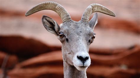 Desert bighorn sheep (Ovis canadensis nelsoni) at Zion National Park ...