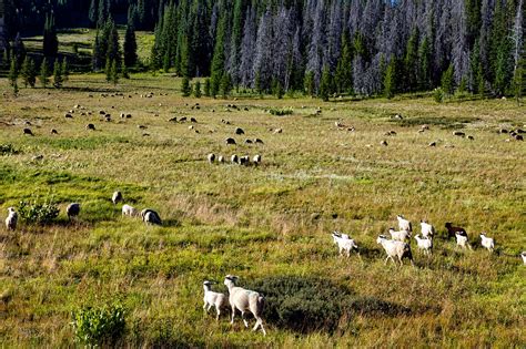 Free Images : landscape, nature, forest, grass, wilderness, field, farm ...