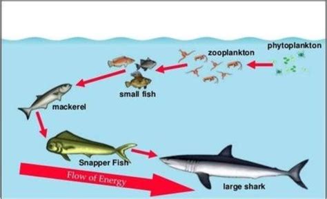 Aquatic Food Chain Diagram