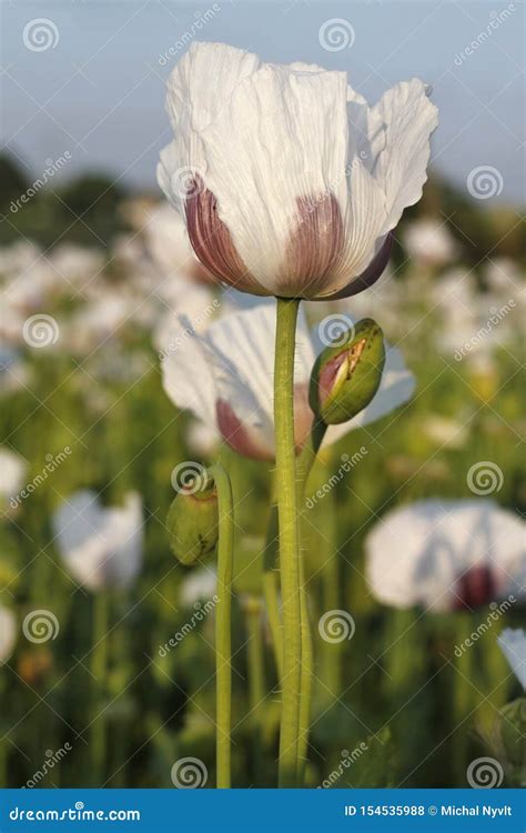 White poppy field stock photo. Image of agricultural - 154535988