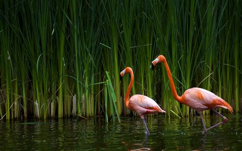 Wallpaper : burung-burung, alam, margasatwa, alang-alang, flamingo ...