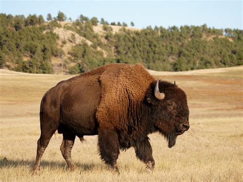 New Research Documents Domestic Cattle DNA In Modern Bison Herds