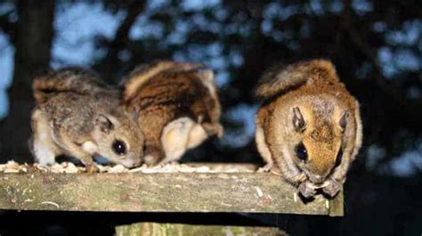 Northern Vs. Southern Flying Squirrels [Similarities & Differences]