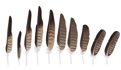 Hawk Feather Drawing at GetDrawings | Free download