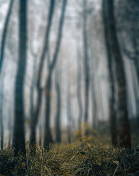 Fogy Tree Blur Background Stock Photo [ Download ]