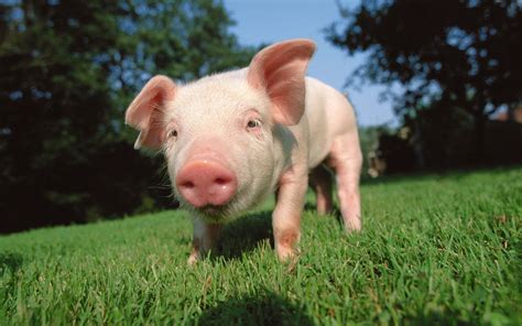 pig wallpaper | pig wallpaper - Part 2 Pig Wallpaper, Android Wallpaper, Save Animals, Funny ...