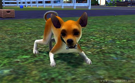 The Sims 3 Pets (Utrecht) Event Preview | SNW | SimsNetwork.com