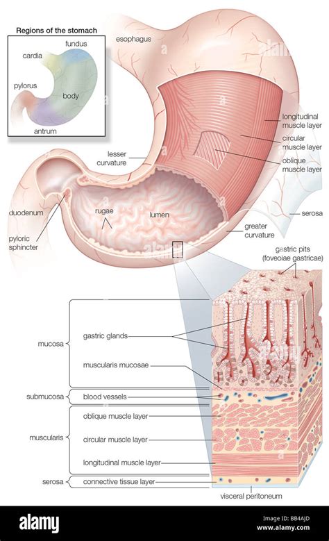 Diagramma che mostra la mucosa e la muscolatura dello stomaco umano più ...