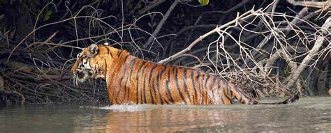 Best Blog Why Is The Sundarbans Called A World Heritage Site? | Royal ...